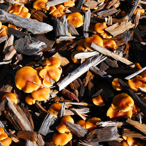 Herbs for Vaginal Yeast Infections