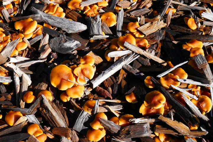 Herbs for Vaginal Yeast Infections