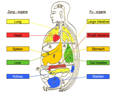 TCM Theory and Function of the Organs (Zhang / Fu)
