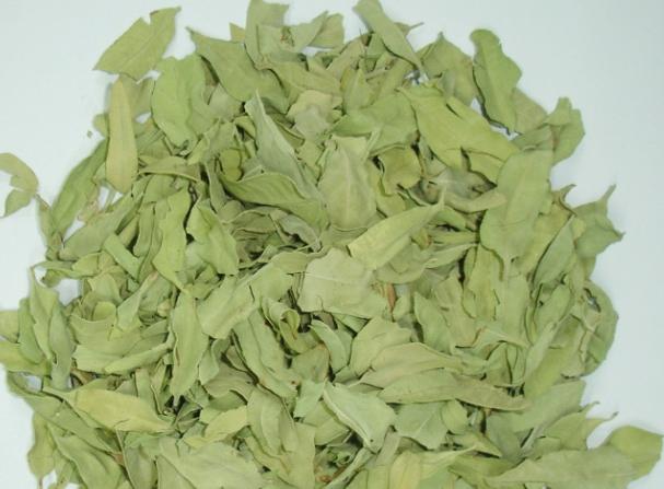 Luo Bu Ma Ye (Folium Apocyni Veneti) 羅布麻葉 herb