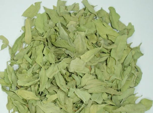 Luo Bu Ma Ye (Folium Apocyni Veneti) 羅布麻葉 herb