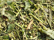 Long Kui - Black Nightshade - 龍葵