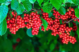 WU WEI ZI  - Schisandra (5 flavor Berry)
