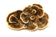 turkey tail herb, YUN ZHI