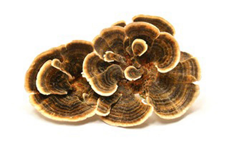 turkey tail herb, YUN ZHI