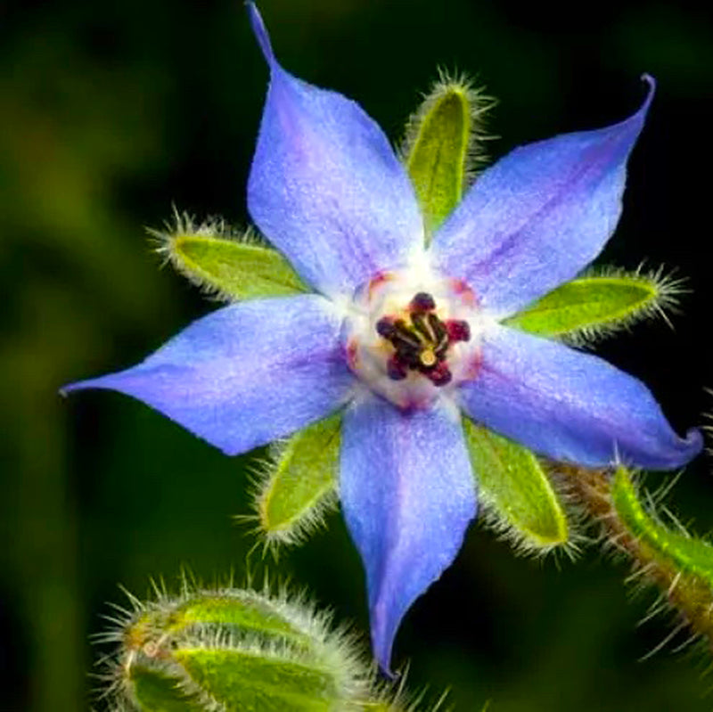 Liu Ji Ju | Borage