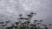 Mendocino Sky - c. Joel Schreck 2008