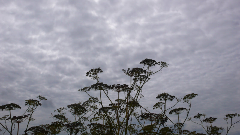 Mendocino Sky - c. Joel Schreck 2008