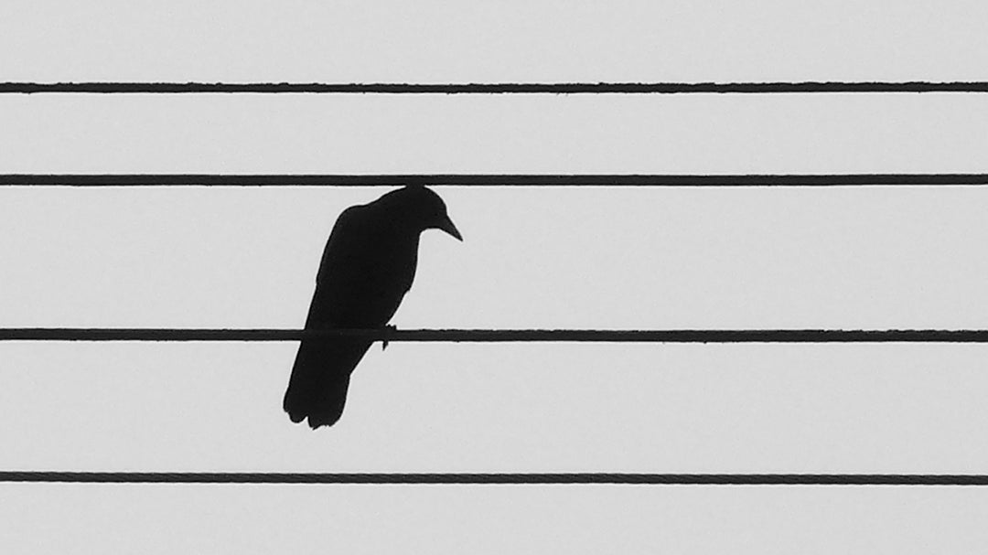 Joel Schreck Photograph - Bird on a Wire