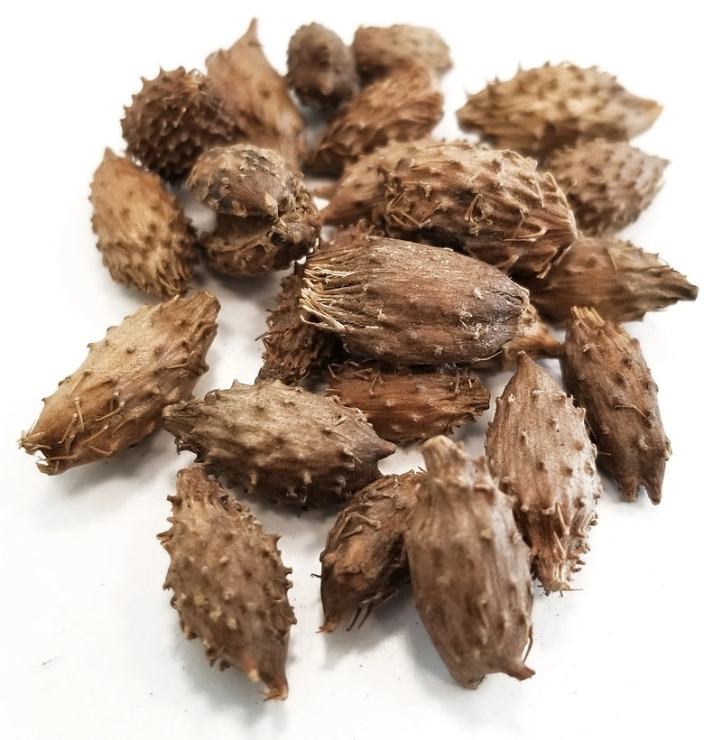 cang er zi whole herb