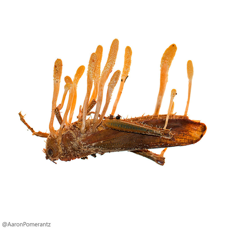 cordyceps