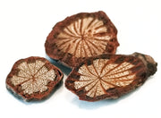 hong teng whole herb