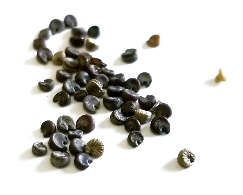 dong kui zi whole herb