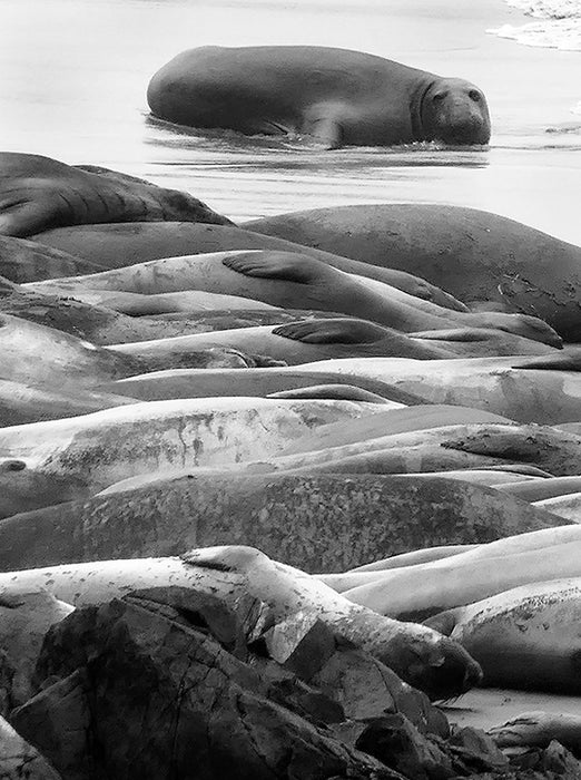 Joel Schreck Photograph - Elephant Seals #2