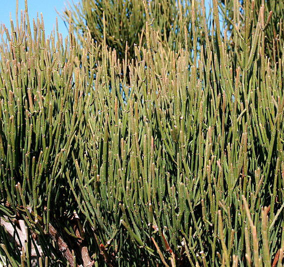 Ephedra / MA HUANG- Properties and Substitutions
