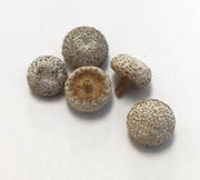 gu jing cao whole herb