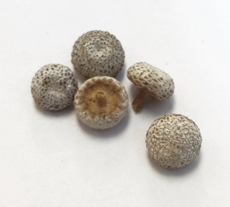 gu jing cao whole herb