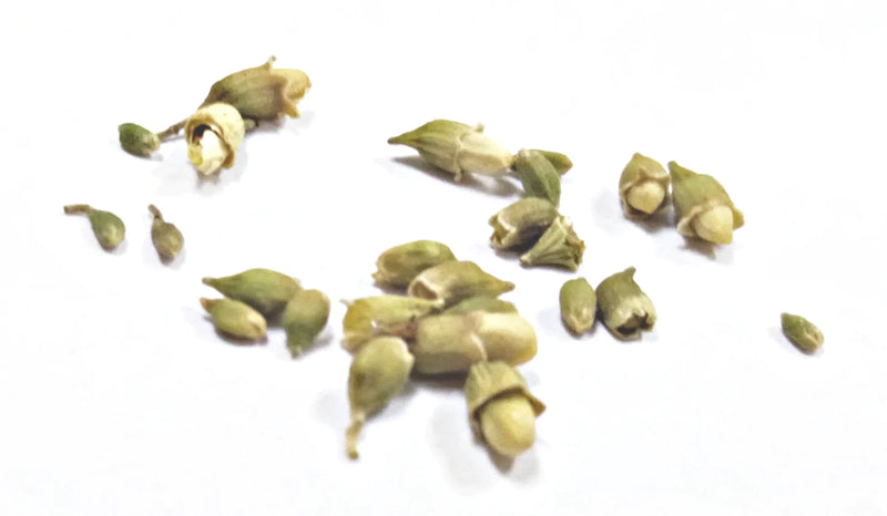 huai hua mi whole herb