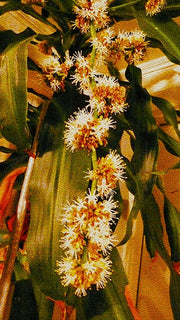 Joel Harvey Schreck, Indoor Plant, 2020