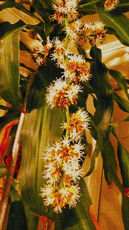 Joel Harvey Schreck, Indoor Plant, 2020