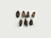 meng chong whole herb