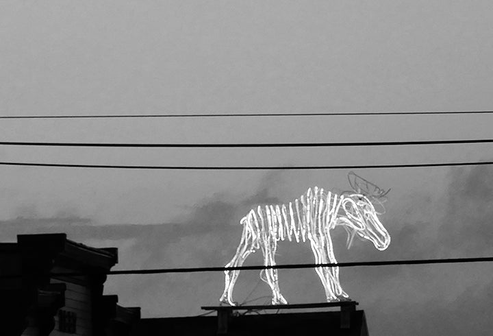 Joel Schreck (Dr. Shen) Photograph - E-Moose on the Roof