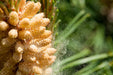pine pollen