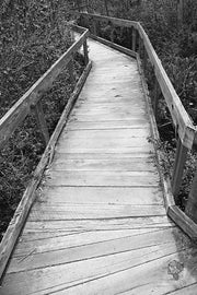 Joel Schreck (Dr. Shen) Pygmy Forest Walkway 2015