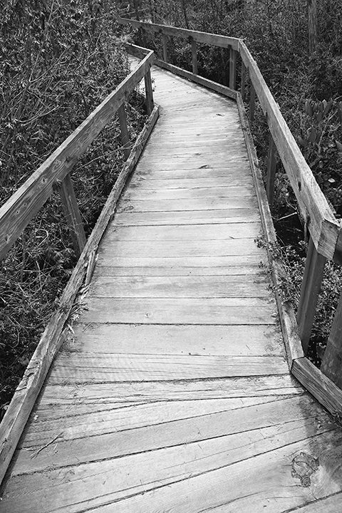 Joel Schreck (Dr. Shen) Pygmy Forest Walkway 2015