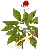 Ren Shen Plant