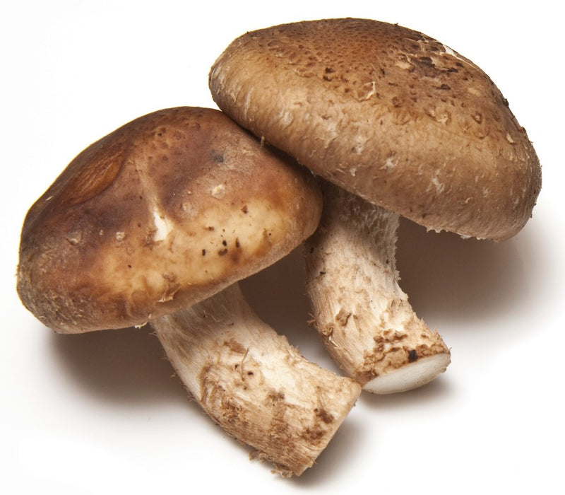 Shitake Shiitake Mushroom