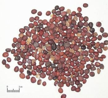 Suan Zao Ren - Whole Herb 