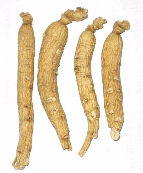white ginseng root