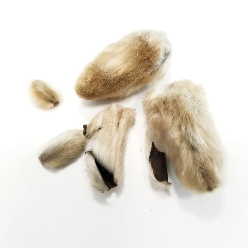 xin yi hua whole herb