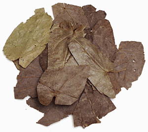 YIN YANG HUO - epimidium - Horny Goat Weed - whole herbs