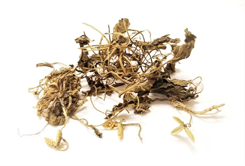 zi hua di ding whole herb