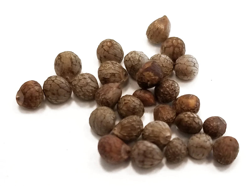 zi su zi whole herb